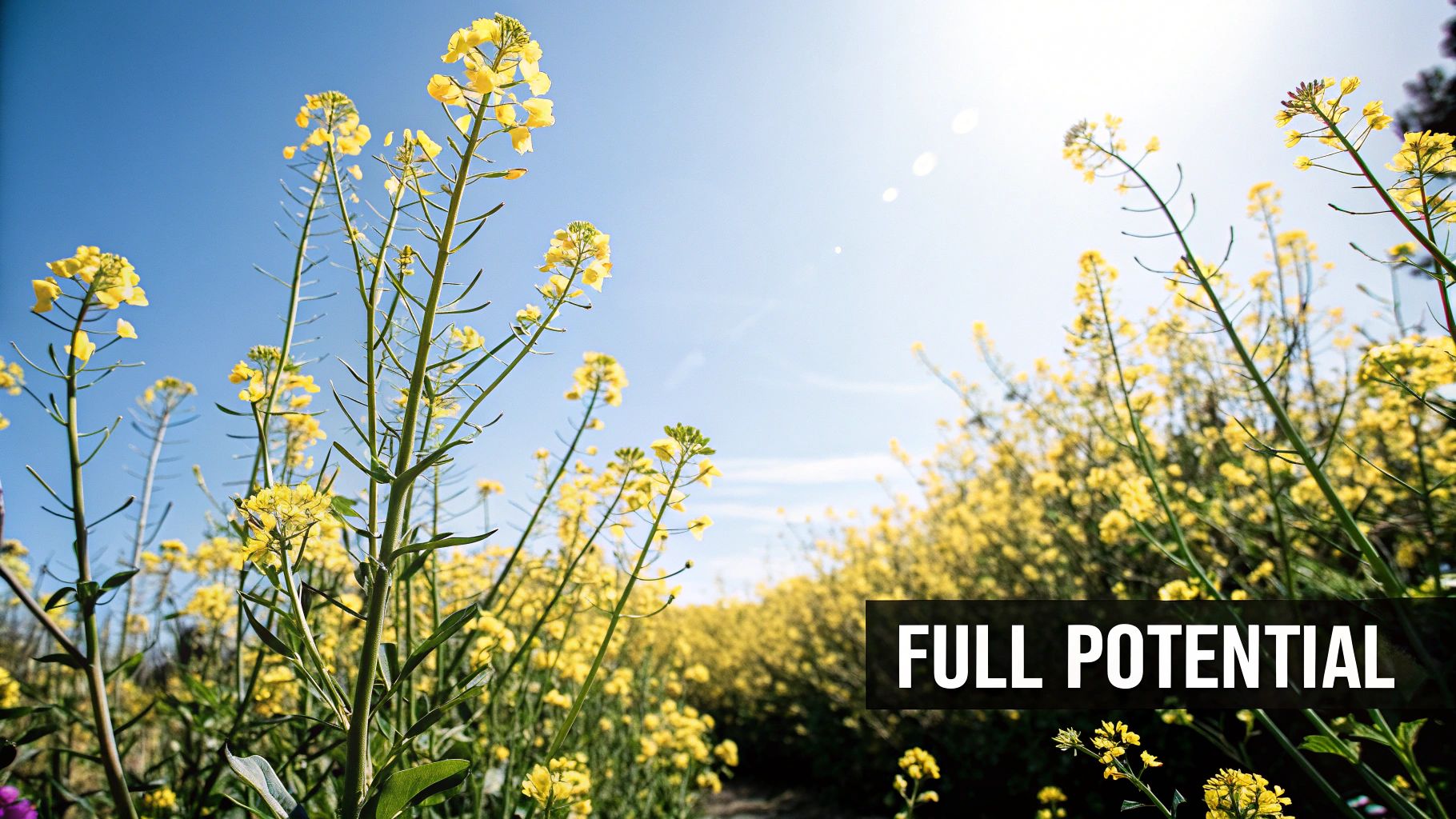 Diverse interpretations of the parable of the mustard seed enrich its meaning.