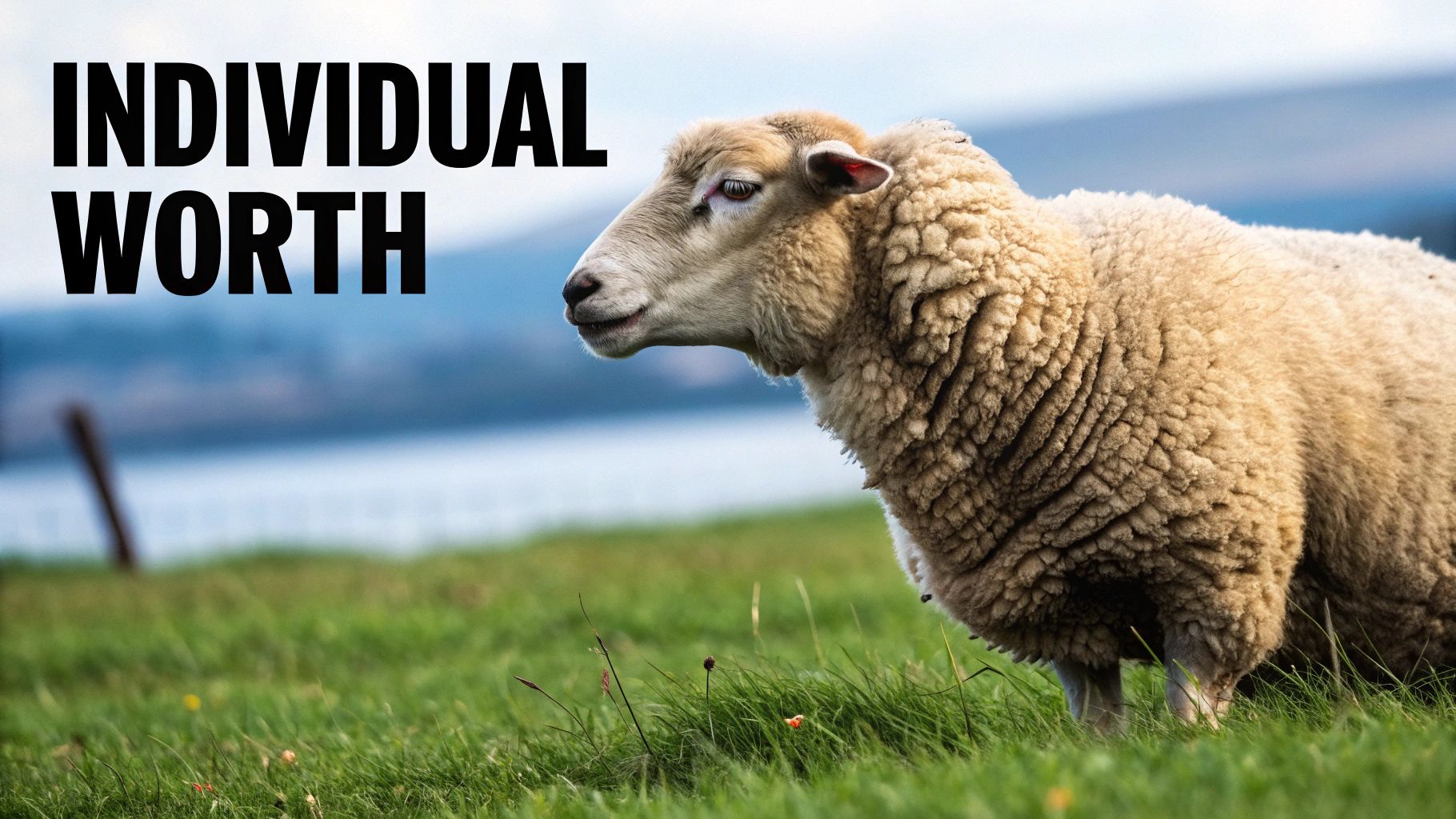 Shepherd searching for lost sheep